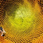 Fibonacci sequence in a sunflower